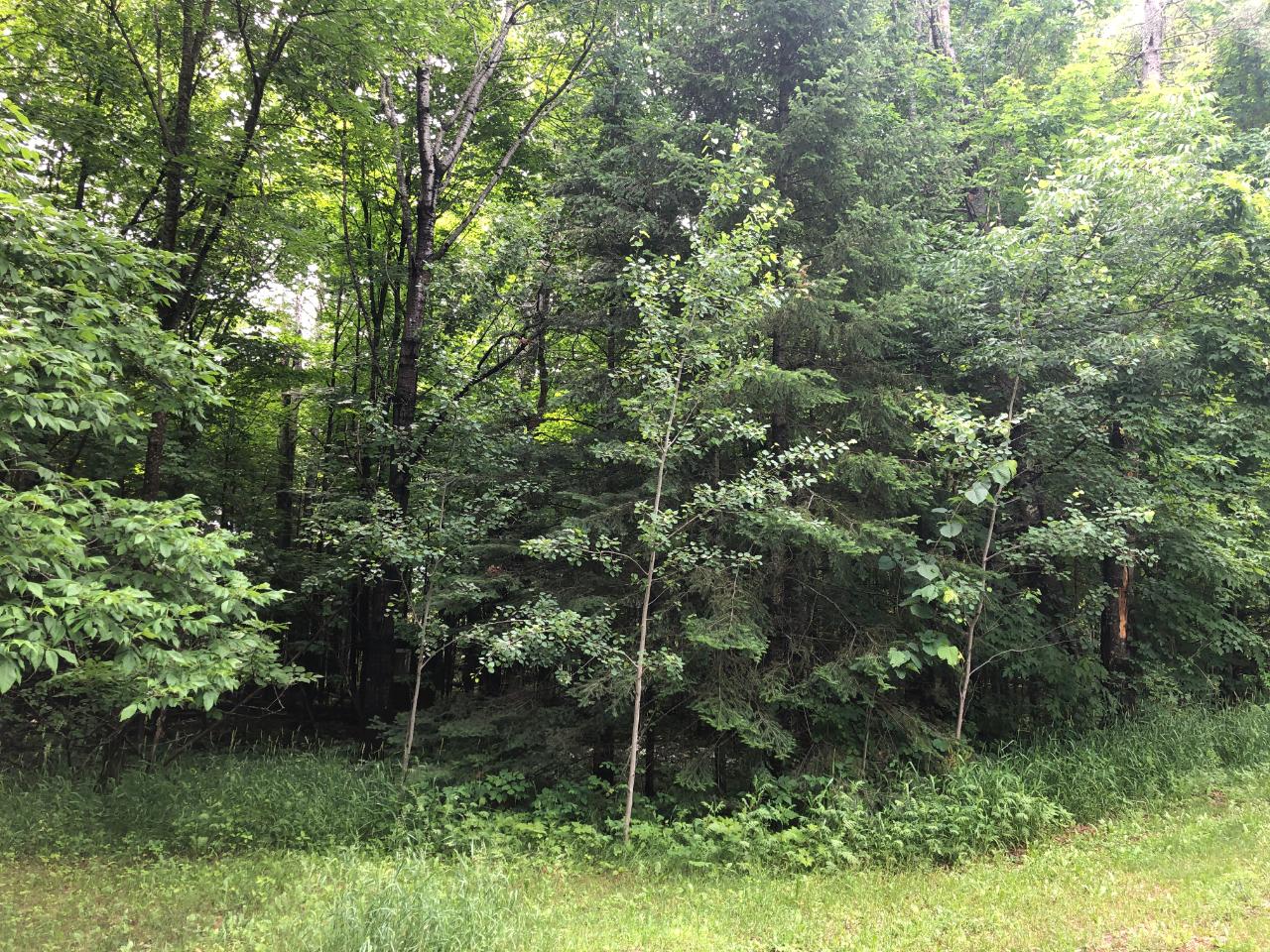 Lot #4 Columbus Lake Road, Unit ON Eagle River, WI 54521 - Photo 5 of 19 Gallery Image 5