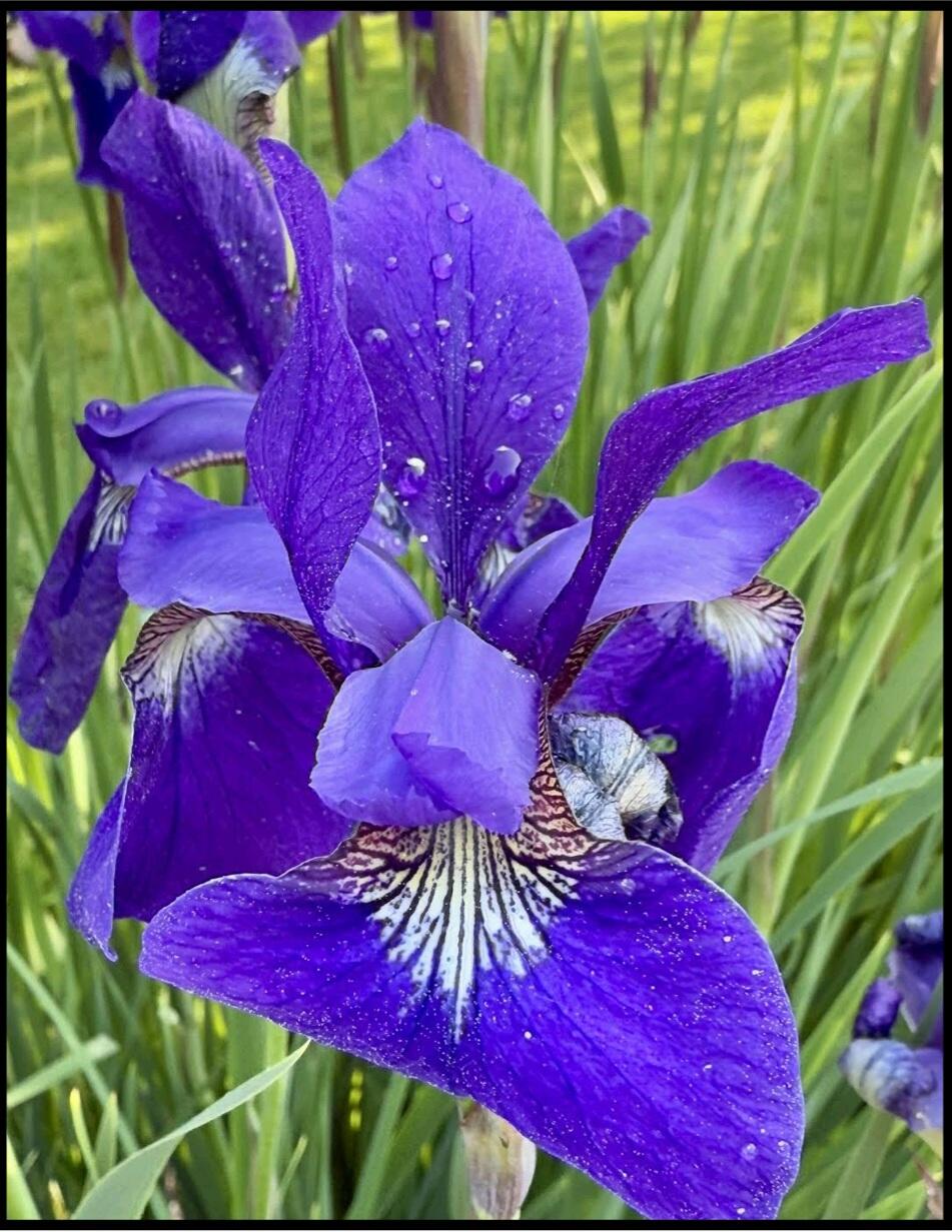 17711 Cobblefield Lane Spring Lake, MI 49456 - Photo 40 of 52 Screenshot_20260227_135915_Adobe Acrobat