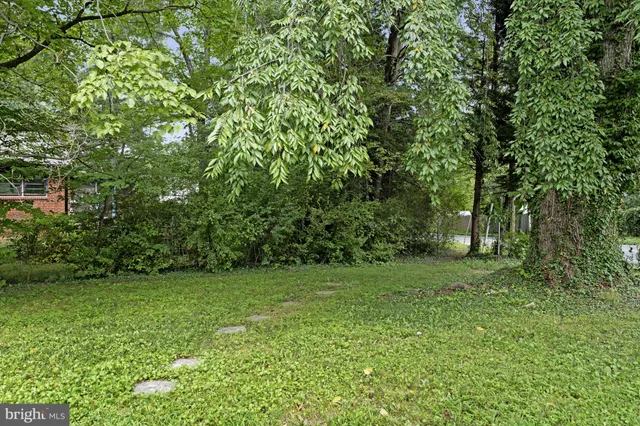 a view of a yard with plants and large trees
