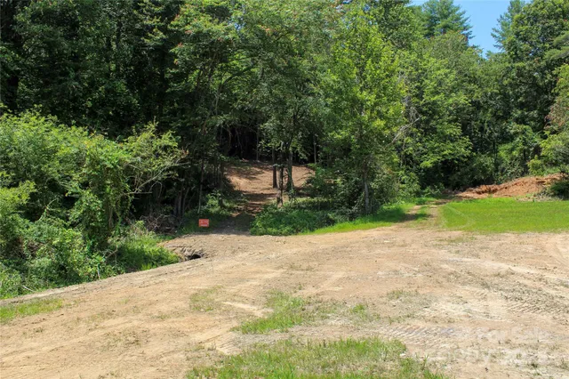 a view of a forest with trees