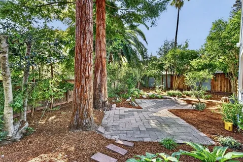 a view of a backyard with plants and trees