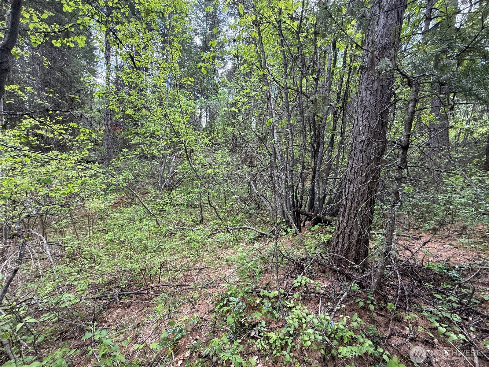 0 Knob Hl Road East Republic, WA 99166 - Photo 27 of 31 a view of a forest with lots of trees