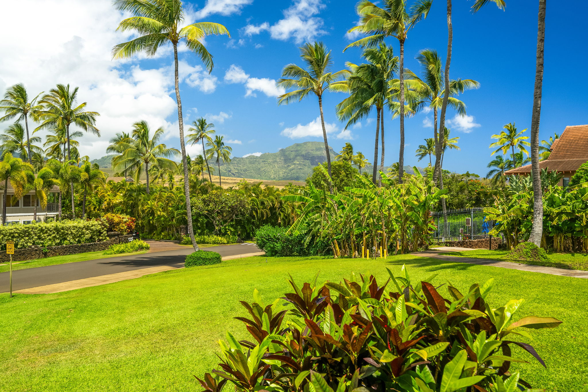 2370 Ho'ohu Road, Unit 712 Koloa, HI 96756 - Photo 2 of 28 a view of a yard with a palm trees