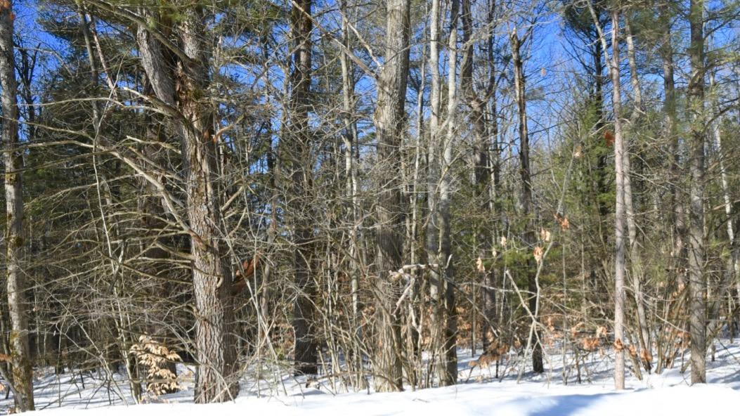 120-acres Amoco Road Gaylord, MI 49735 - Photo 8 of 9 Gallery Image 8
