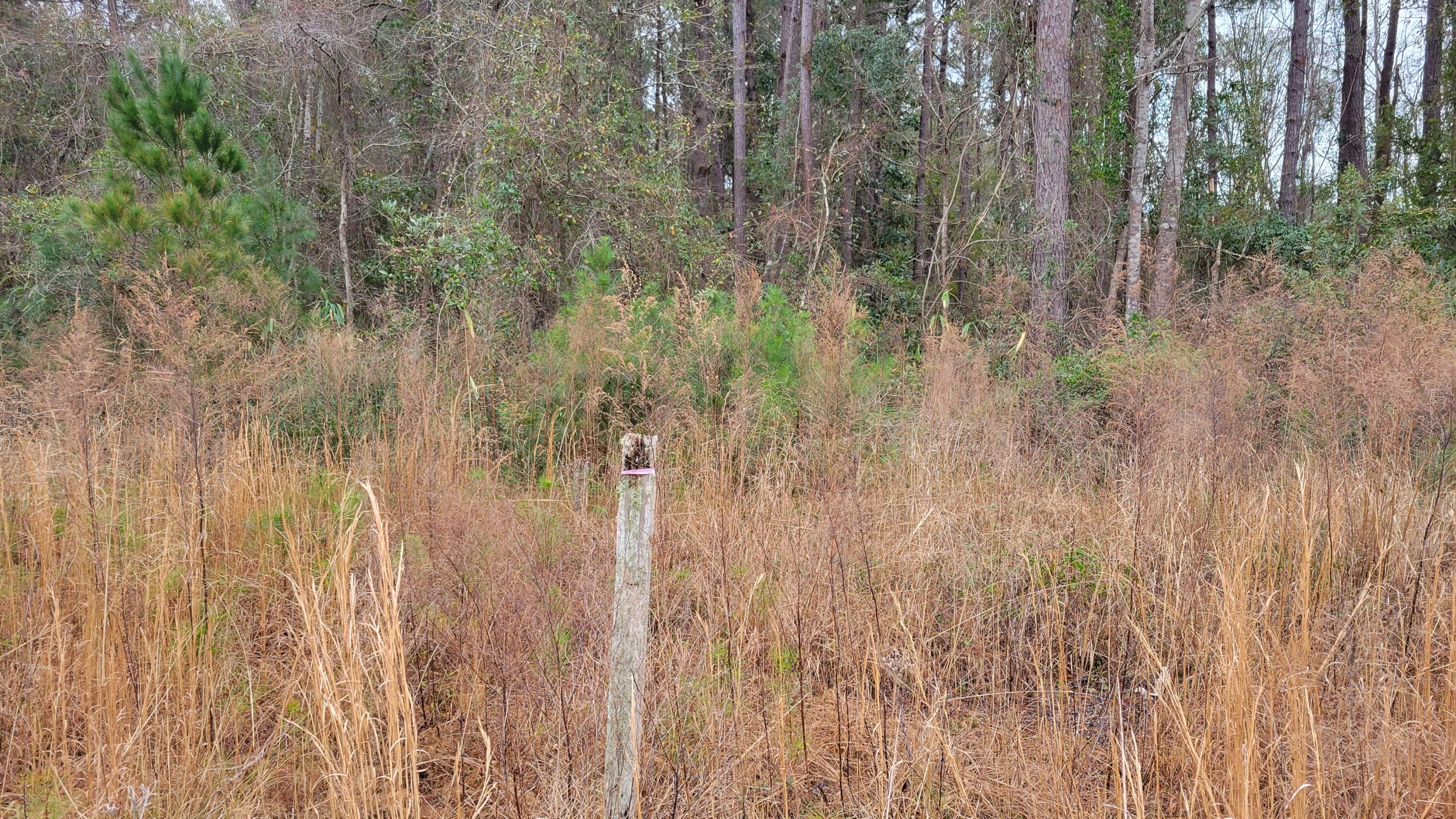 9315 Highway 17 McClellanville, SC 29458 - Photo 4 of 7 Frontage