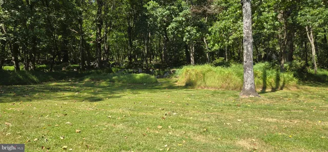 a view of a lush green forest