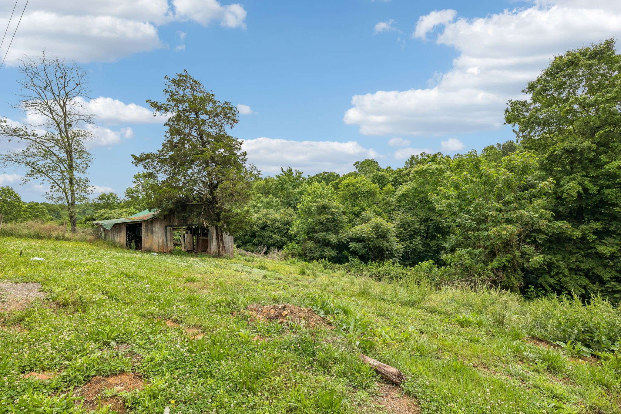 6701 McCormick Ridge Road Whitleyville, TN 38588 - Photo 59 of 63 a view of a big yard with plants and large trees