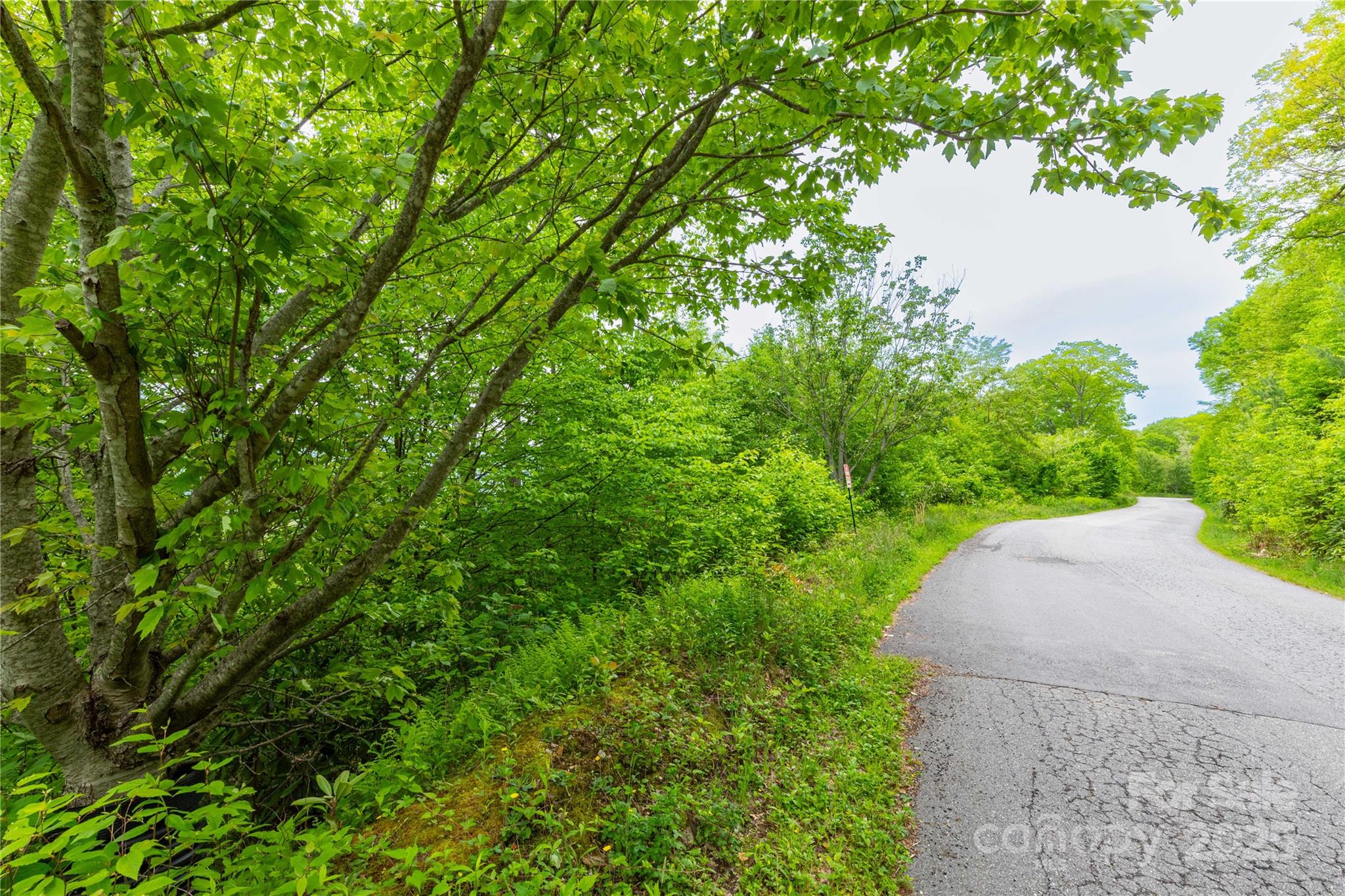 999 Mount Soma Boulevard Clyde, NC 28721 - Photo 6 of 10 a view of a yard with plants and a large tree