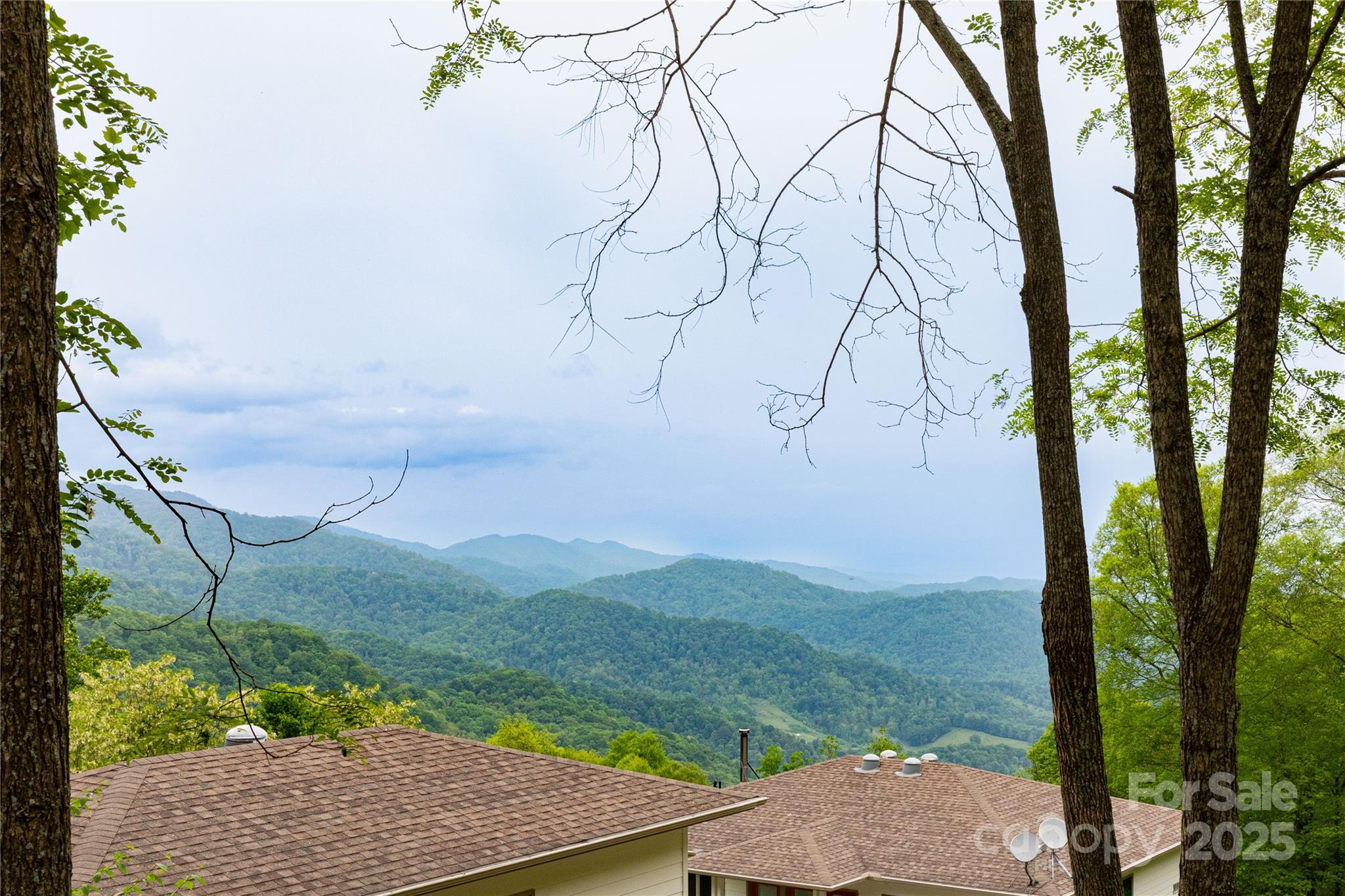 999 Mount Soma Boulevard Clyde, NC 28721 - Photo 7 of 10 a view of a yard with plants and large trees