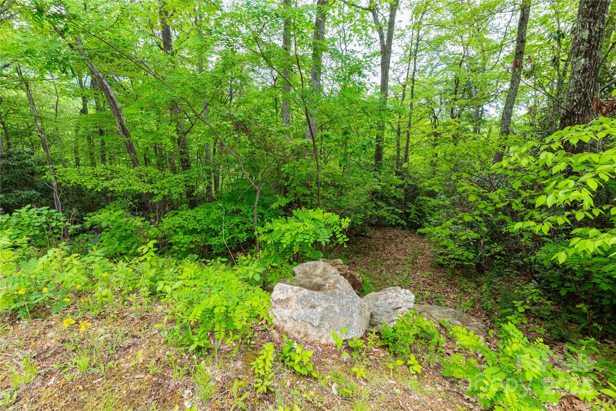 999 Mount Soma Boulevard Clyde, NC 28721 - Photo 8 of 10 a view of a garden with plants and large trees