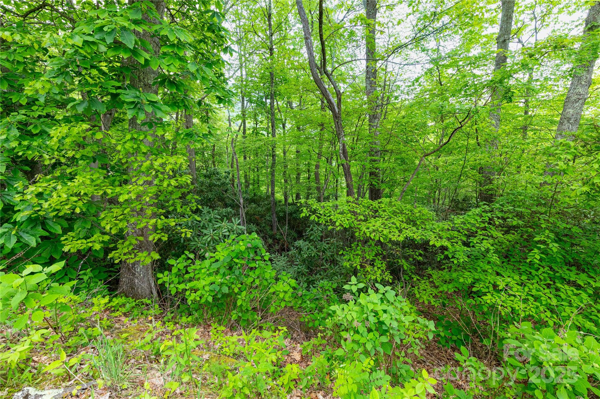 999 Mount Soma Boulevard Clyde, NC 28721 - Photo 9 of 10 a view of a lush green forest