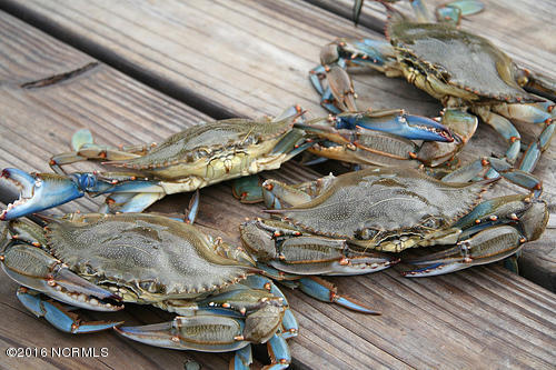 568 Bay Shores Road Merritt, NC 28556 - Photo 11 of 13 Catch Dinner in your Back Yard