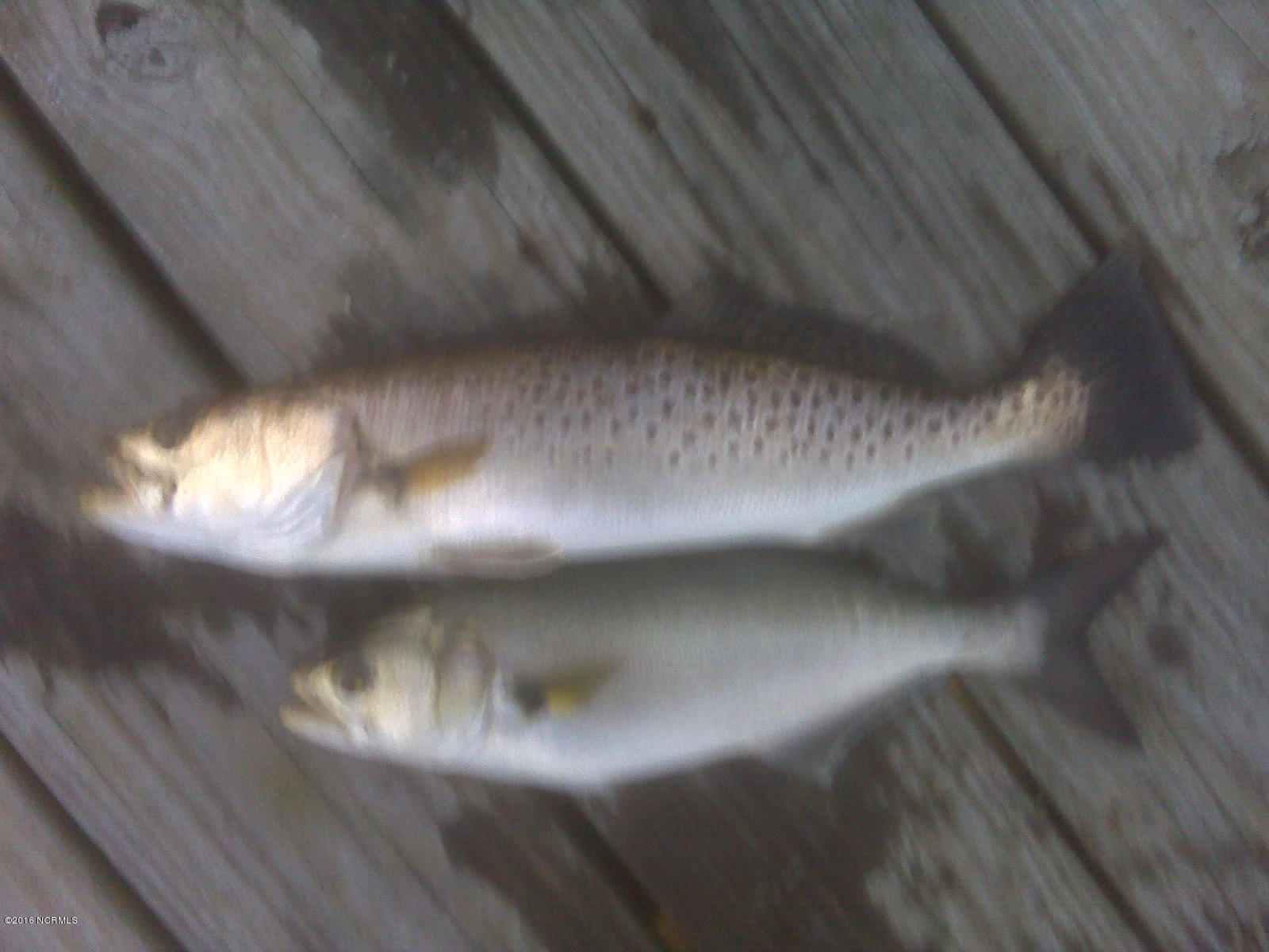 568 Bay Shores Road Merritt, NC 28556 - Photo 12 of 13 Great Fishing