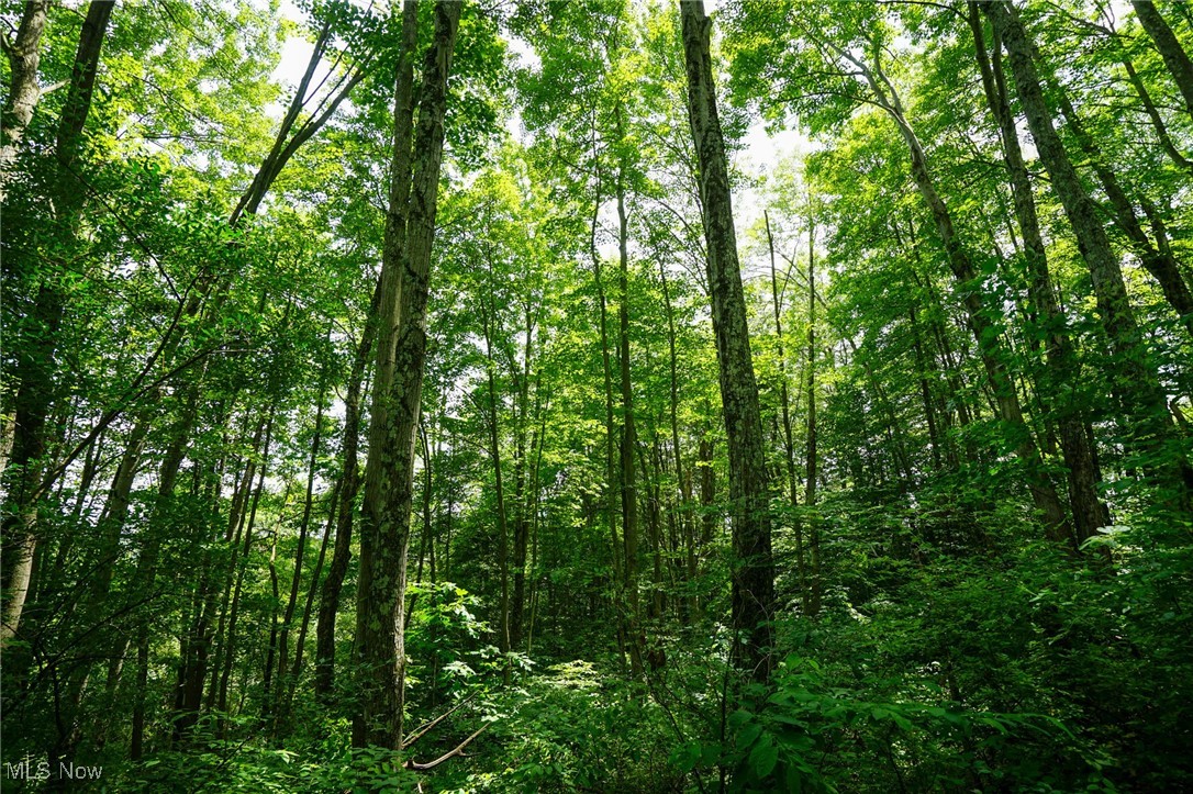 34799 Paw Road Lower Salem, OH 45745 - Photo 38 of 50 View of woods