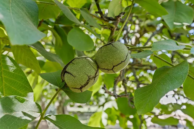 $932,000 | 609 Meyers Avenue, Gridley, CA 95948