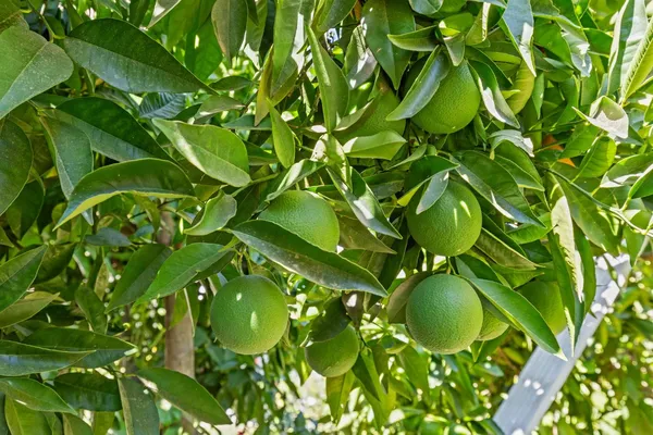 $897,000 | 609 Meyers Avenue, Gridley, CA 95948