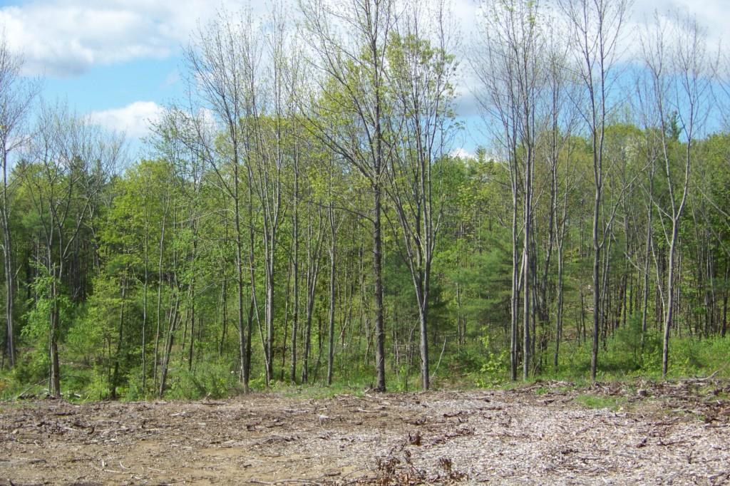 Lot #24 Foxes Ridge Road Acton, ME 04001 - Photo 1 of 17 Photo