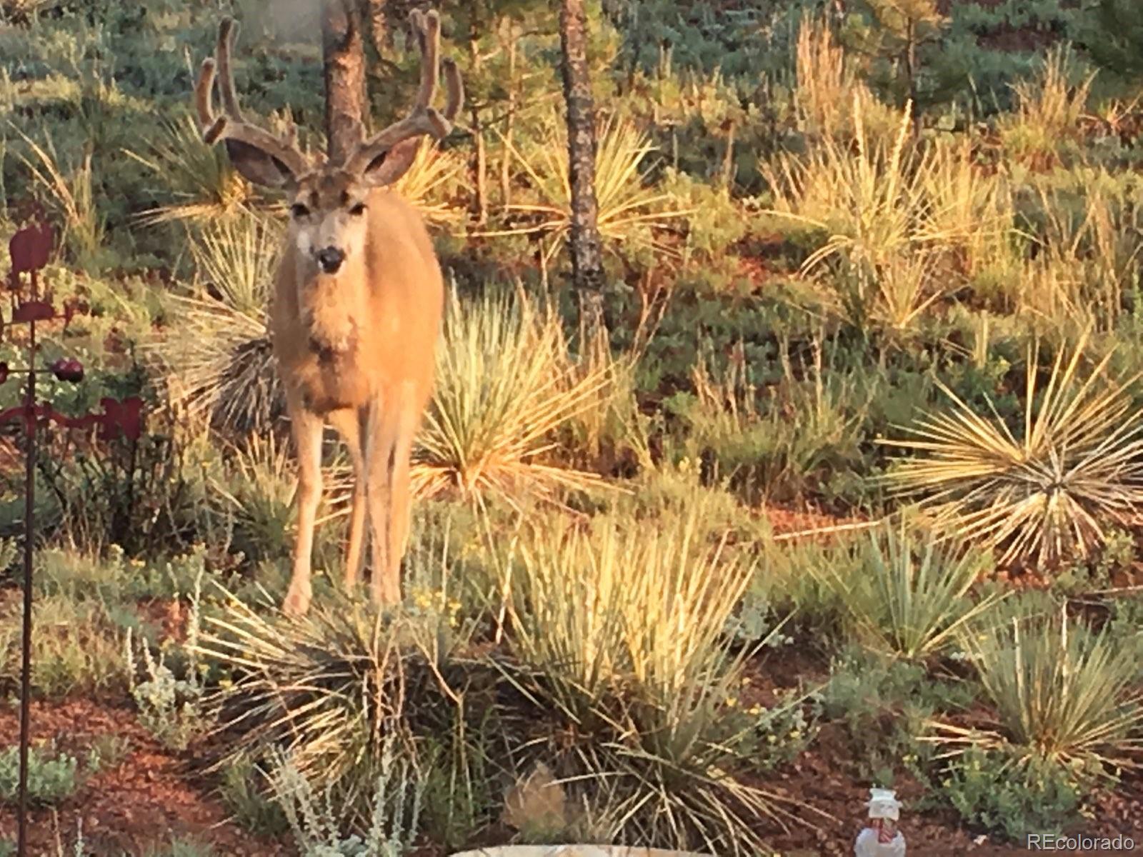 16329 Ouray Road Pine, CO 80470 - Photo 33 of 40