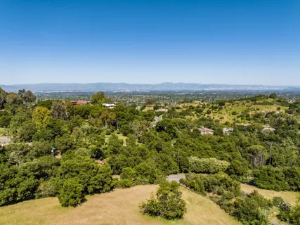 a view of a garden with a tree
