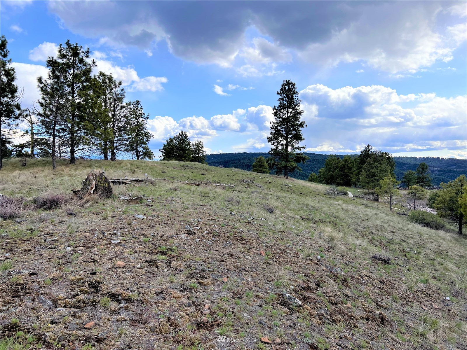 16 Rim Drive Republic, WA 99166 - Photo 5 of 17 a view of a dry yard with trees