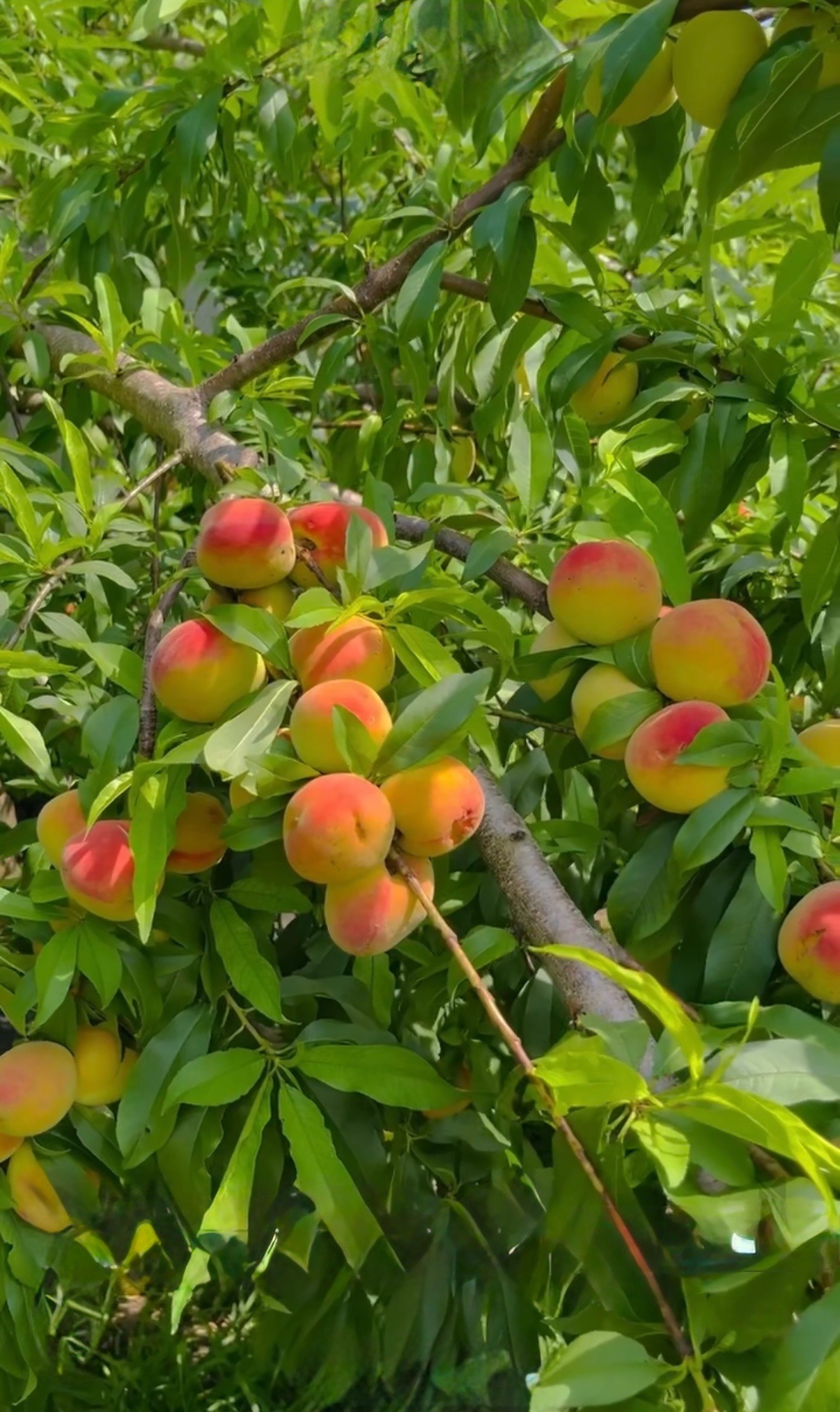 12310 West Elizabeth Shore Loop Cypress, TX 77433 - Photo 37 of 42 Prolific peach tree in the back corner of the yard