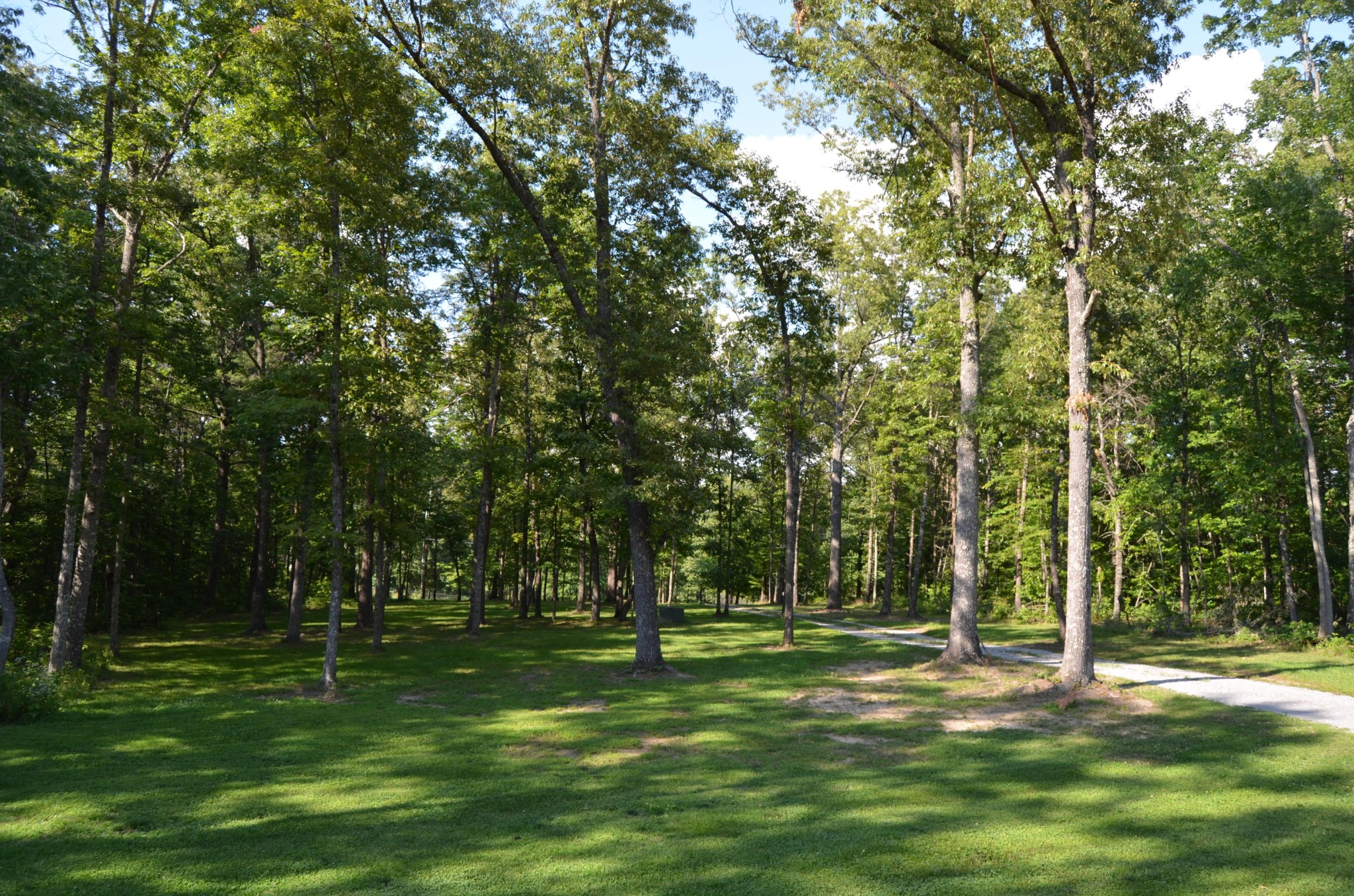 197 Rogers Road Crossville, TN 38571 - Photo 5 of 39 a big yard with lots of trees