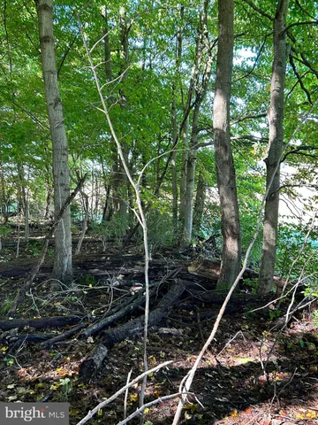 a view of a tree in a yard