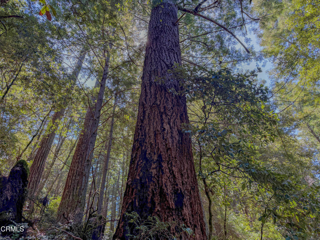 28680 Comptche Ukiah Road Comptche, CA 95427 - Photo 57 of 58 a close up of a tree in a yard