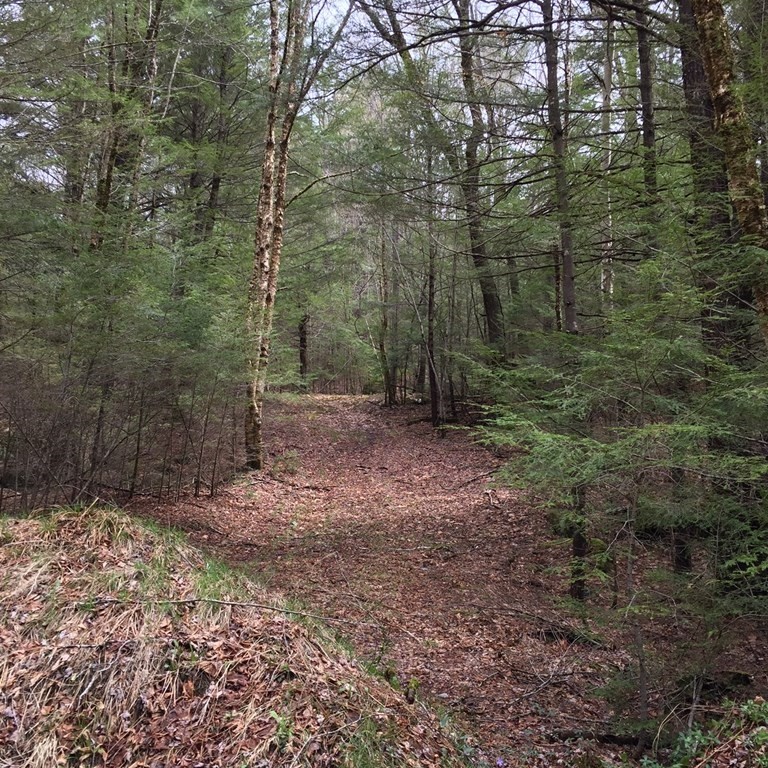 55 Kentfield Road Wendell, MA 01379 - Photo 1 of 4 a view of a forest with trees