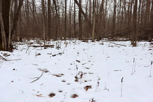 $115,000 | West Dana Road, Coleman, MI 48618