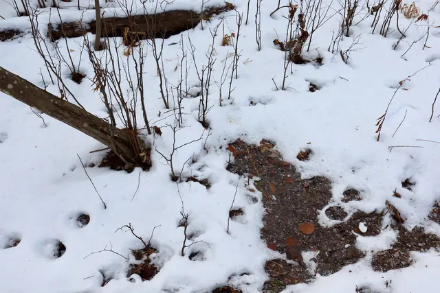 $115,000 | West Dana Road, Coleman, MI 48618