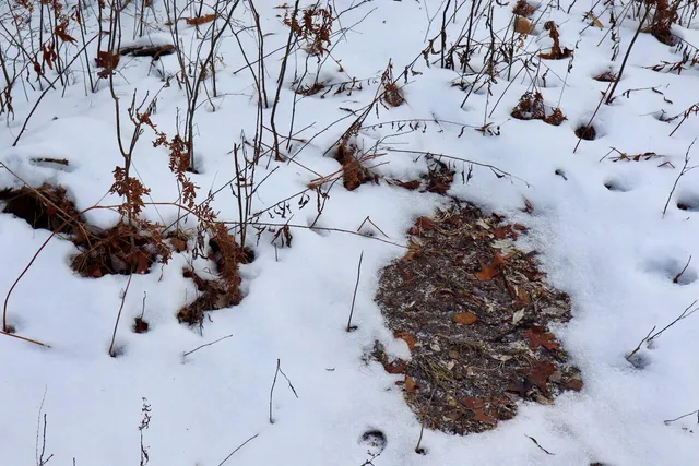 $115,000 | West Dana Road, Coleman, MI 48618