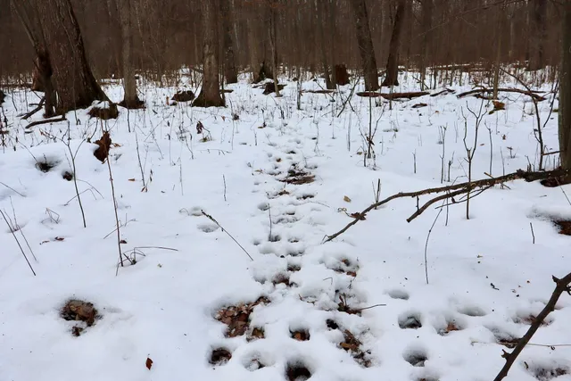 $115,000 | West Dana Road, Coleman, MI 48618