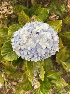 $220,000 | 19-3956 Hoonanea Street, Volcano, HI 96785