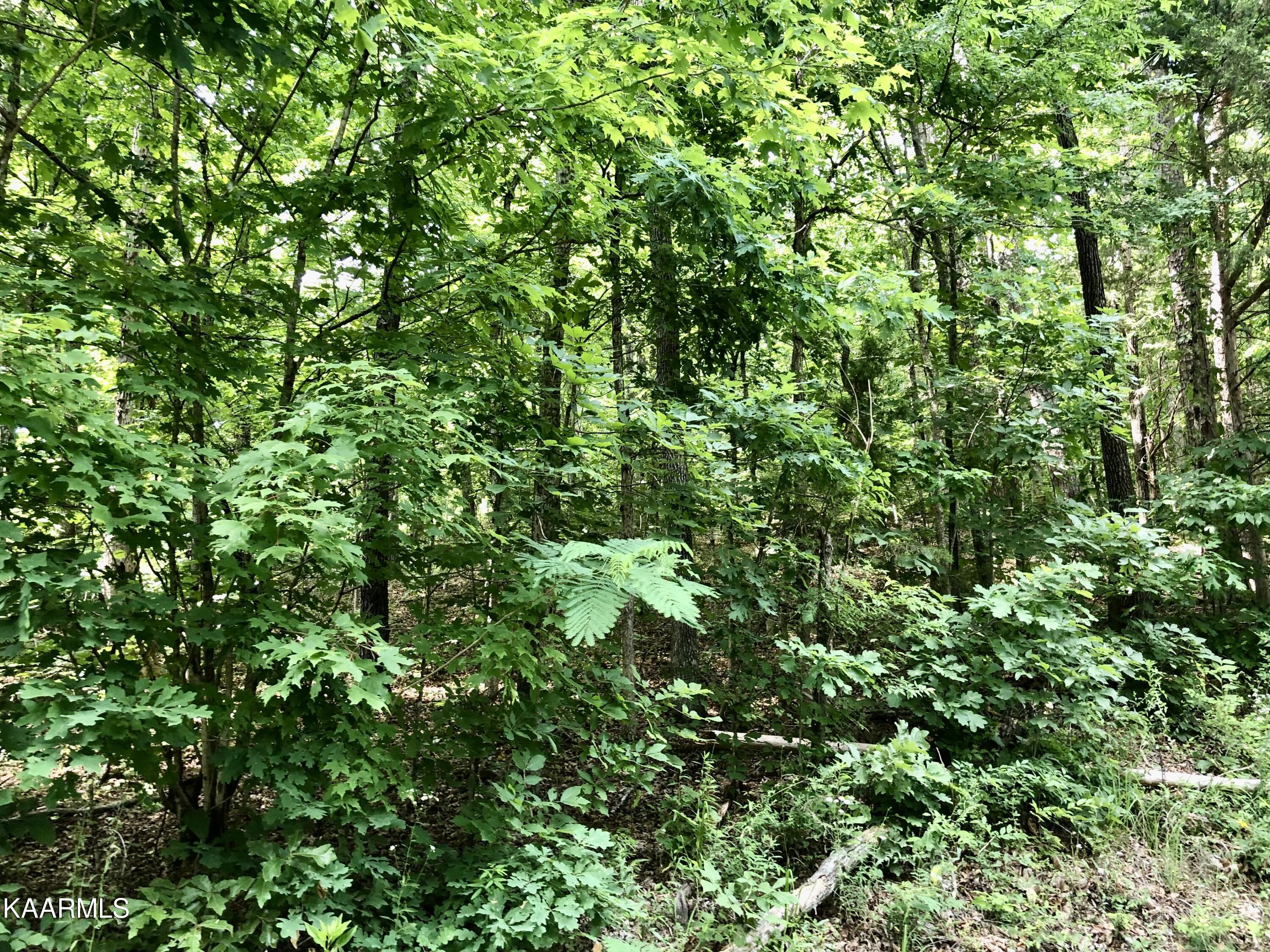 Morrison Road Decatur, TN 37322 - Photo 2 of 7 7-1