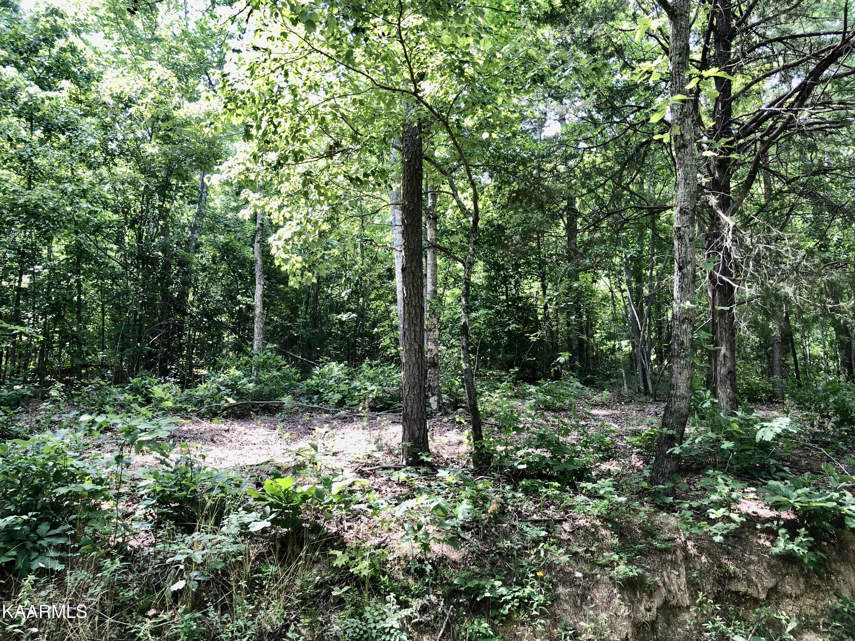 Morrison Road Decatur, TN 37322 - Photo 3 of 7 9-1
