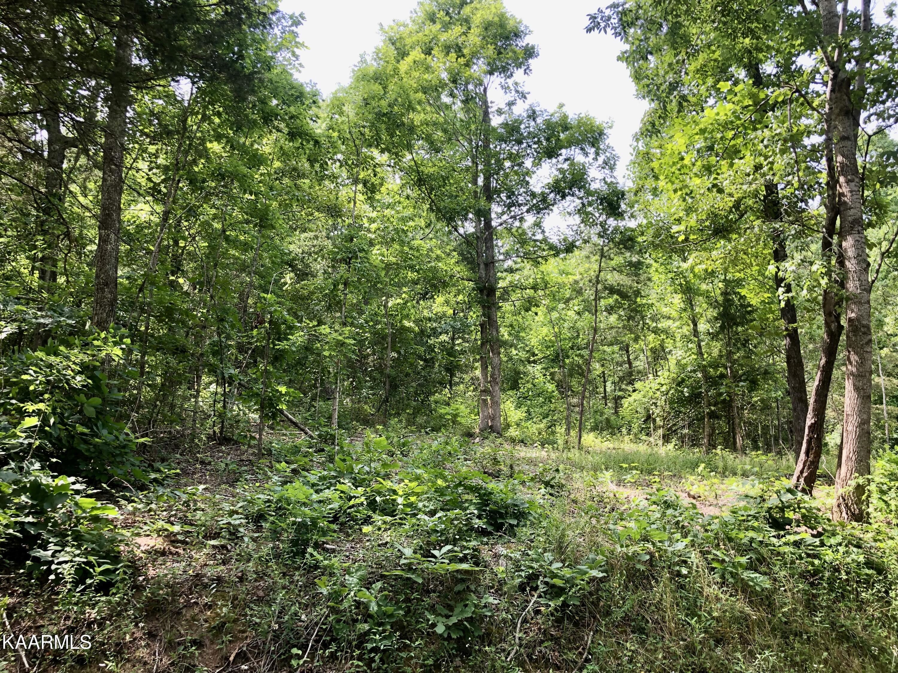 Morrison Road Decatur, TN 37322 - Photo 4 of 7 10-1
