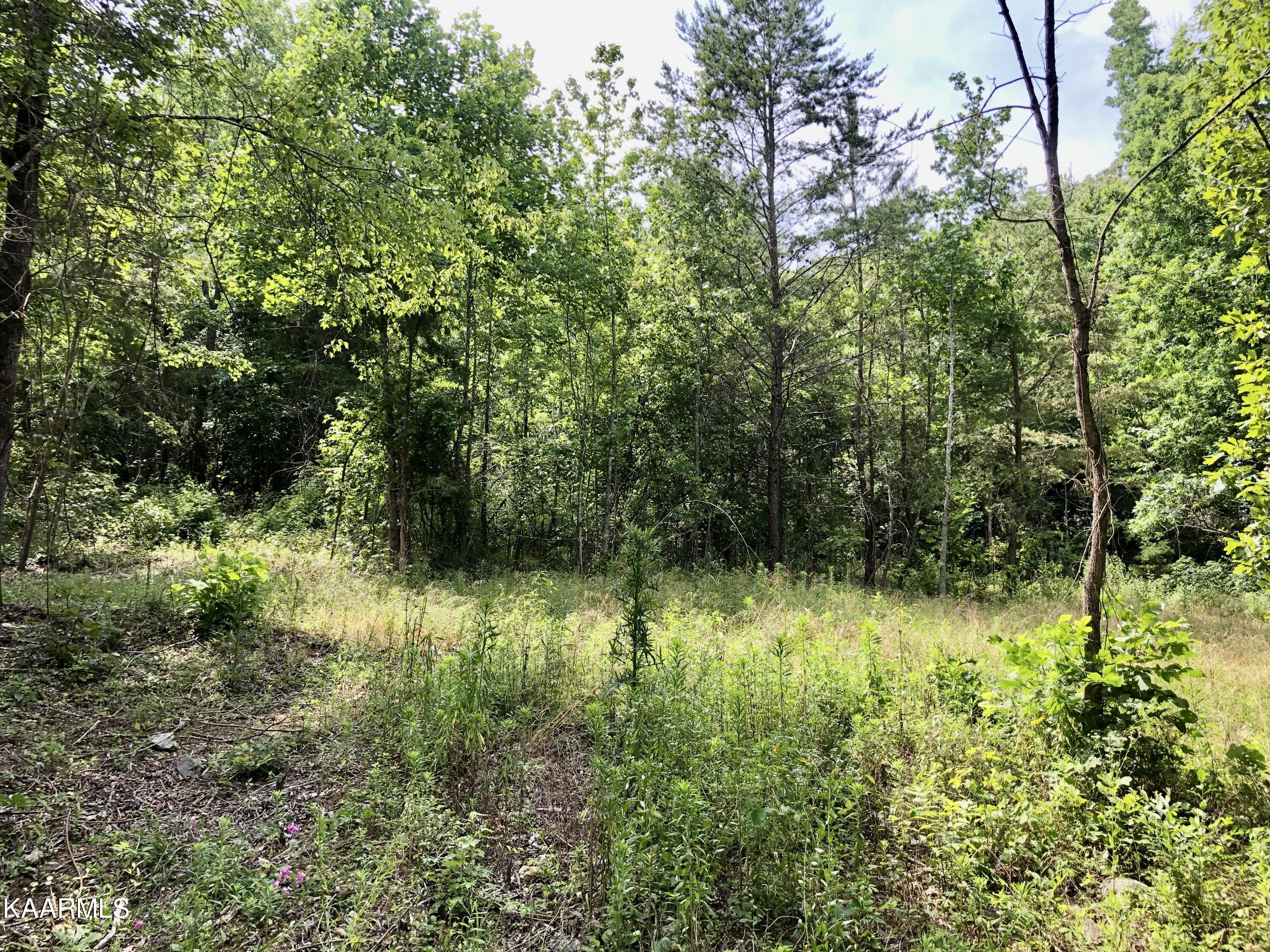 Morrison Road Decatur, TN 37322 - Photo 5 of 7 11-1