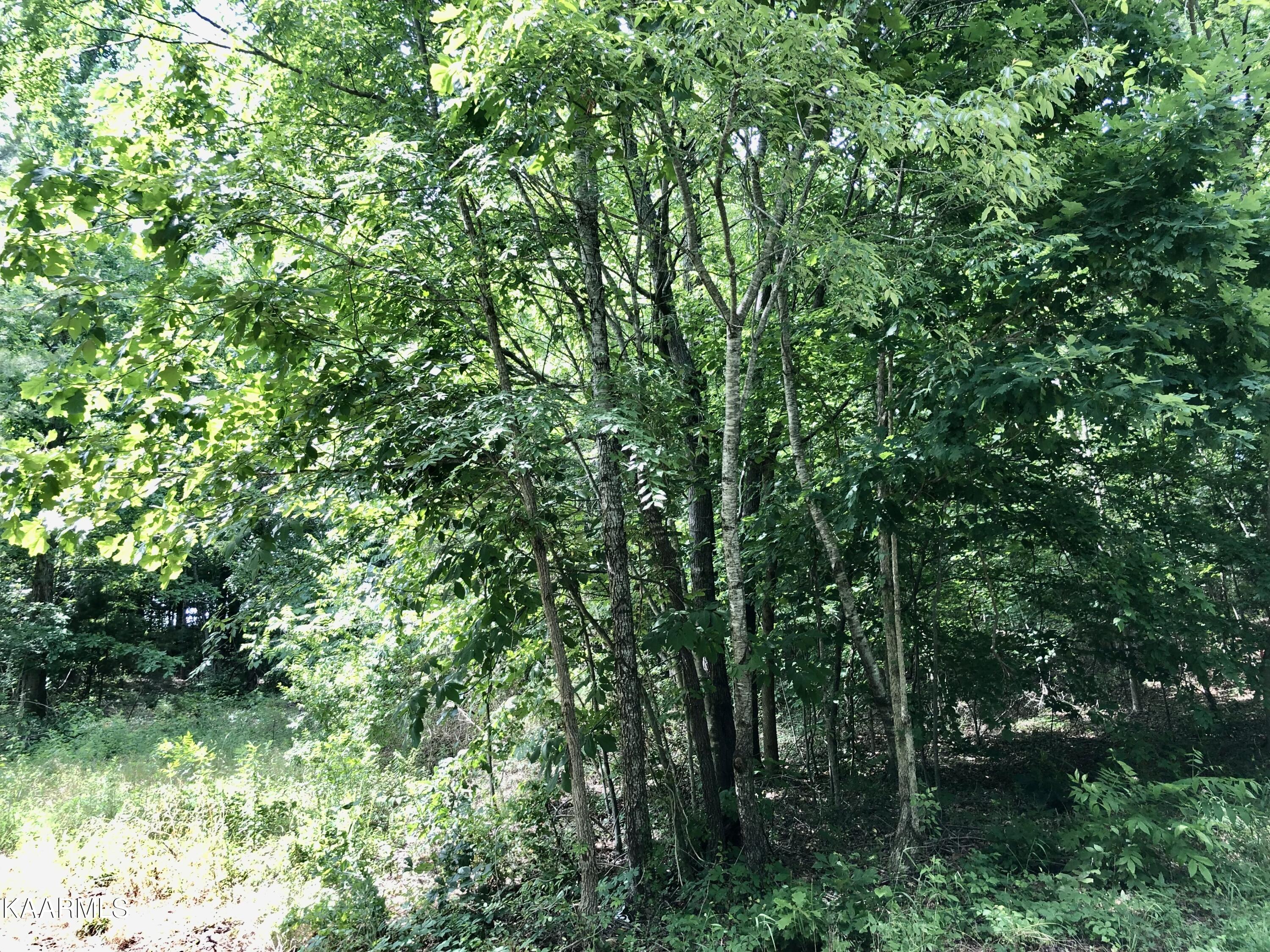 Morrison Road Decatur, TN 37322 - Photo 6 of 7 12-1