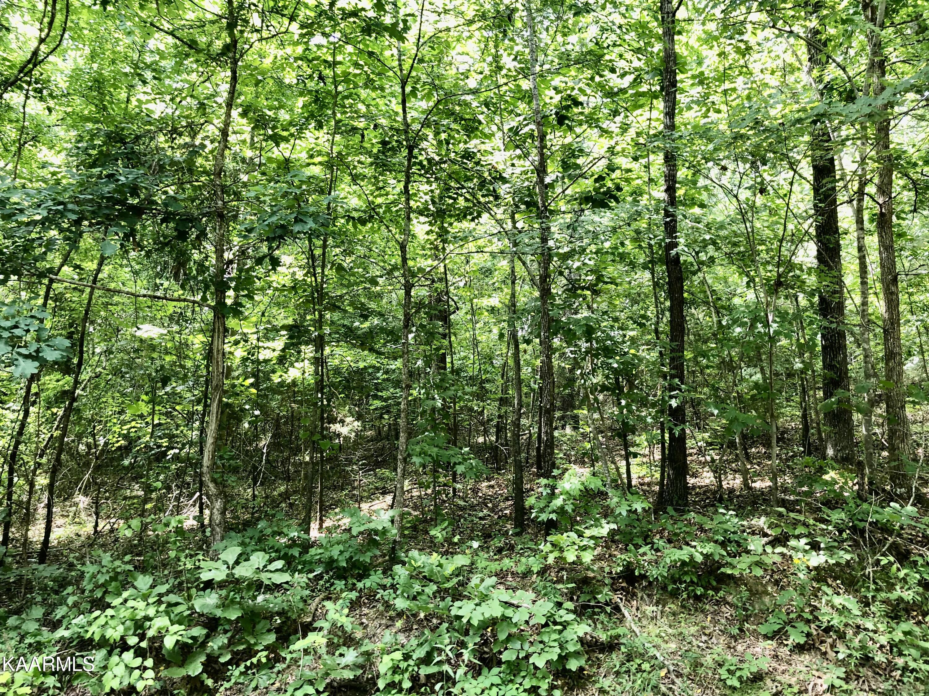 Morrison Road Decatur, TN 37322 - Photo 7 of 7 13-1