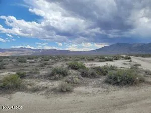 a view of a dry yard with lots of trees