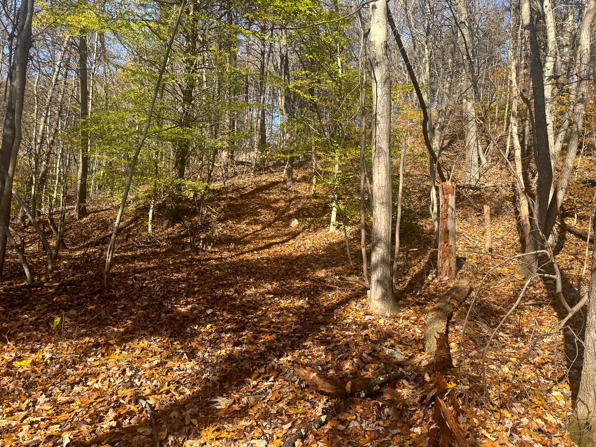 908 Nibert Road, Unit PONDS POPLAR RIDGE TRACT 2) Gallipolis, OH 45631 - Photo 6 of 25 CT-6