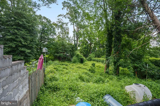 a view of a garden with large trees