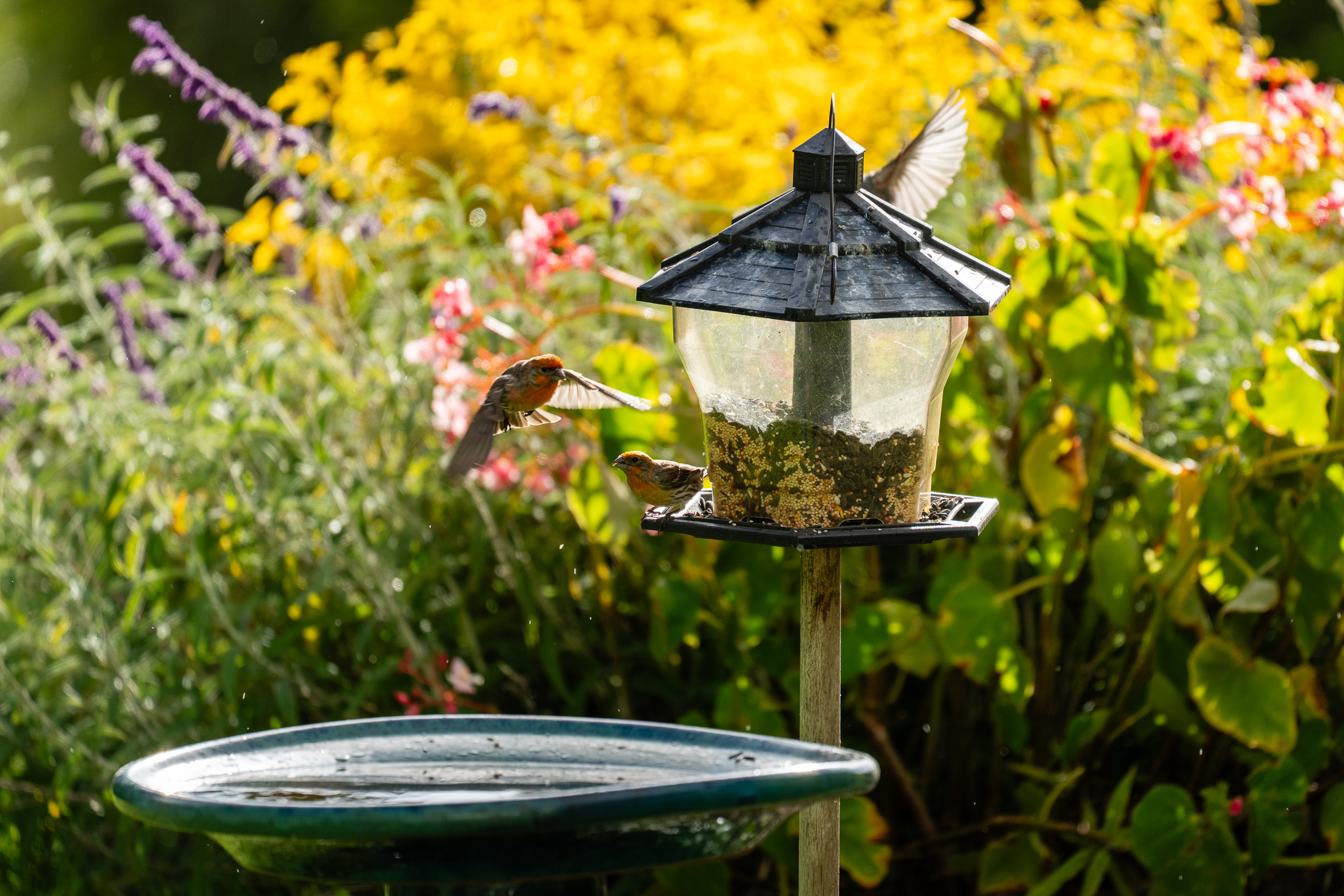 65-1508 Kawaihae Road Kamuela, HI 96743 - Photo 23 of 24 a view of a small yard