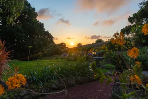 a view of a garden with plants