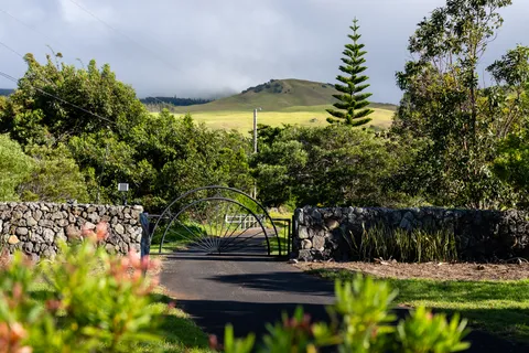 a view of a yard with plants and large trees