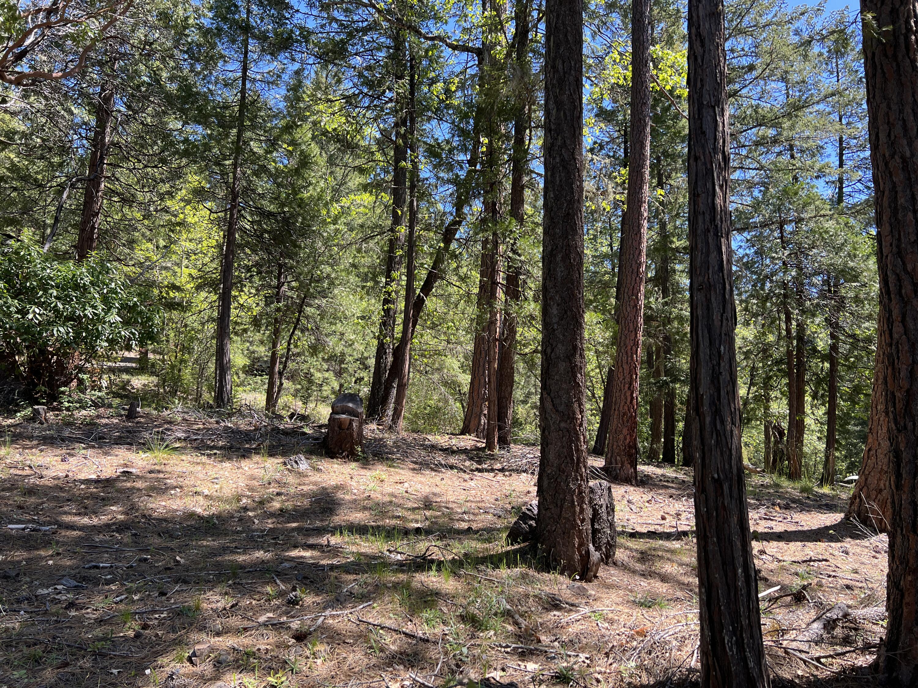 348 Flounce Rock Road Prospect, OR 97536 - Photo 12 of 12 IMG_2298