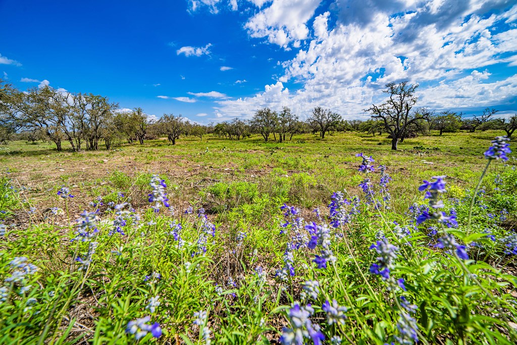 443 Mosel Road, Unit 2 Harper, TX 78631 - Photo 3 of 8 Gallery Image 3