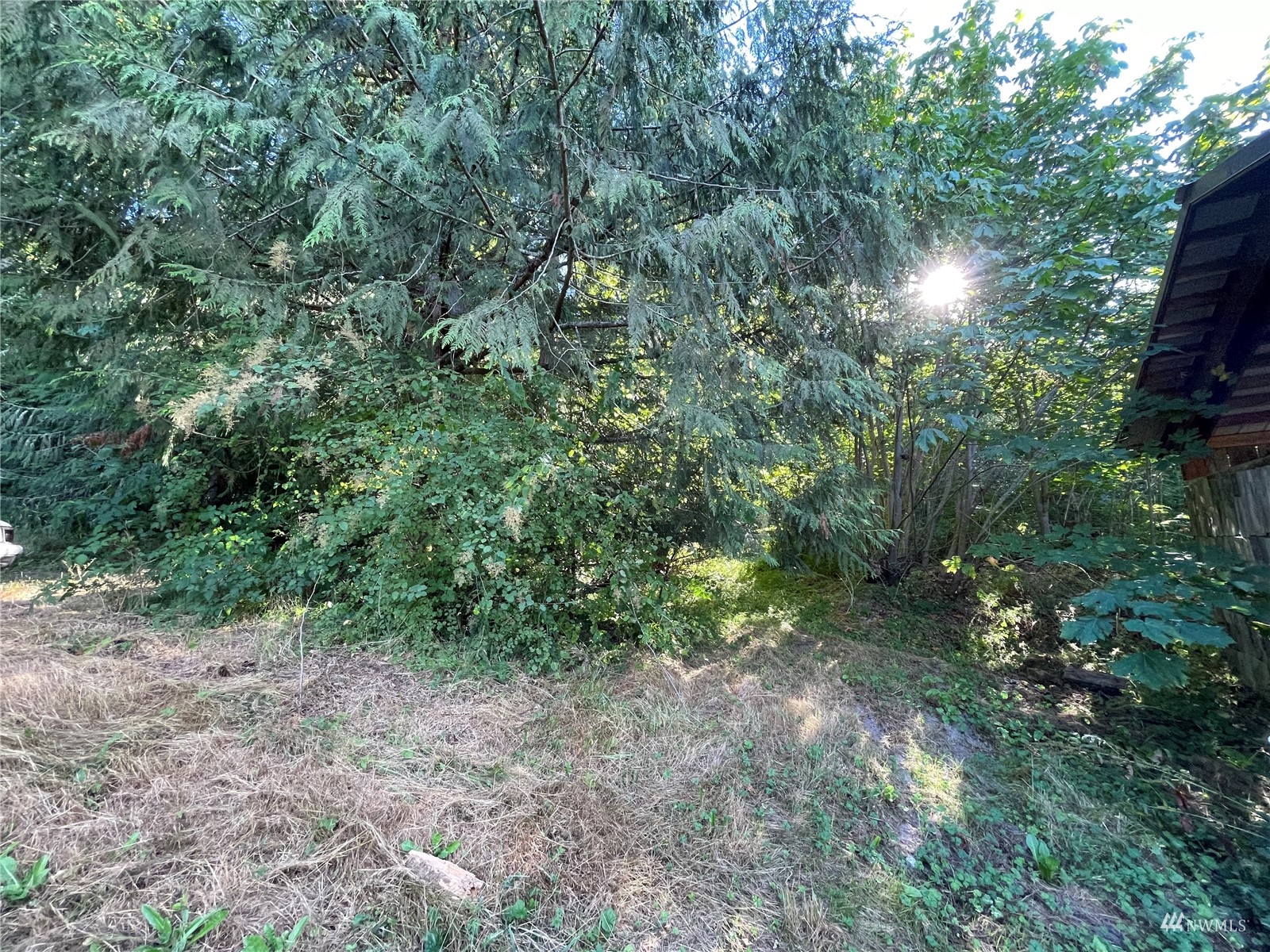 789 Amarillo Road Port Angeles, WA 98362 - Photo 8 of 39 a view of a forest with trees in the background