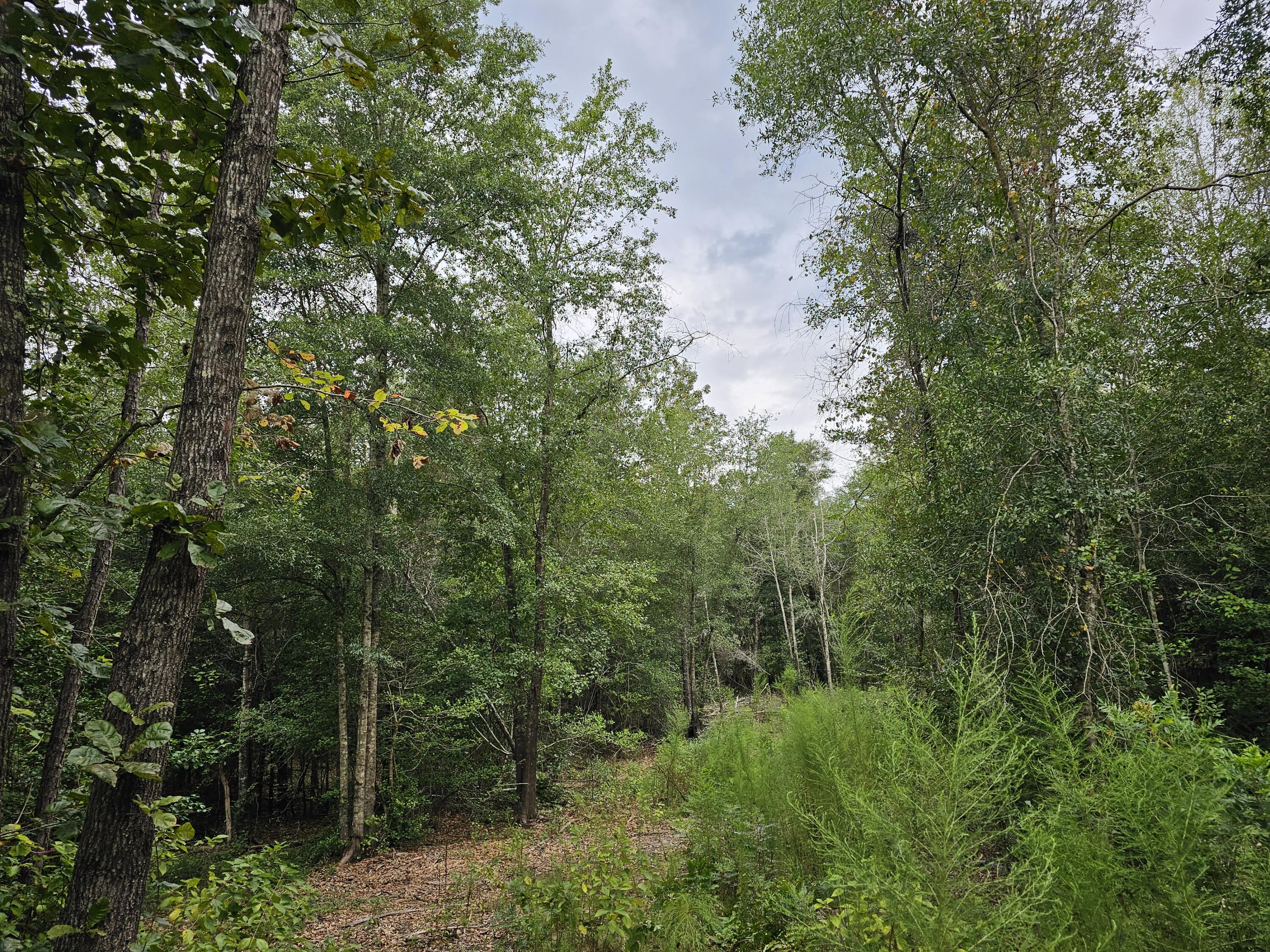 535 B Union Academy Road Springfield, SC 29146 - Photo 1 of 4